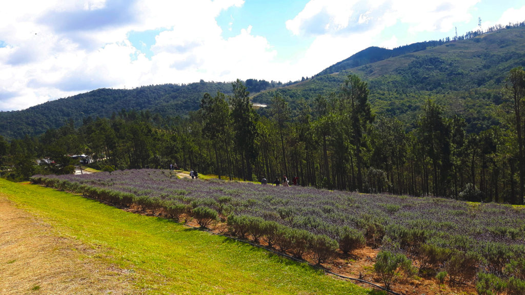 Campos do Jordão COMPLETO: O que fazer, onde hospedar, comer, passear, clima, etc.