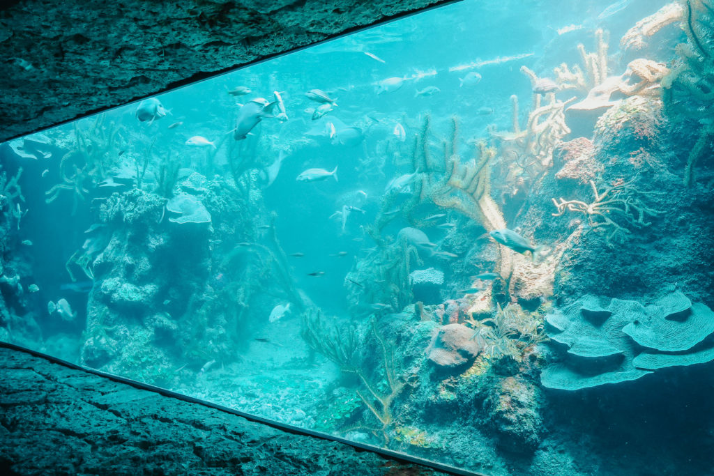 Playa Del Carmen no caribe mexicano. O que fazer e dicas de viagem.