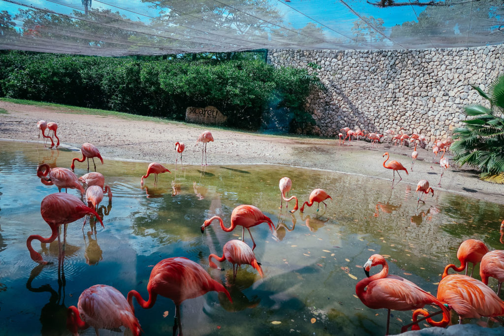 Playa Del Carmen no caribe mexicano. O que fazer e dicas de viagem.