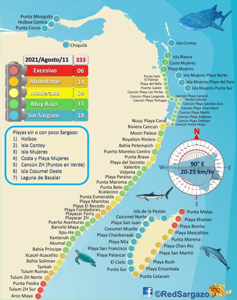 8 coisas para fazer em Playa Del Carmen, Cancún e Tulum na época de Sargaço.